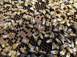 La première ruche transparente et « une fenêtre sur le monde des abeilles  », l'étonnante invention d'Ivry-B - NeozOne
